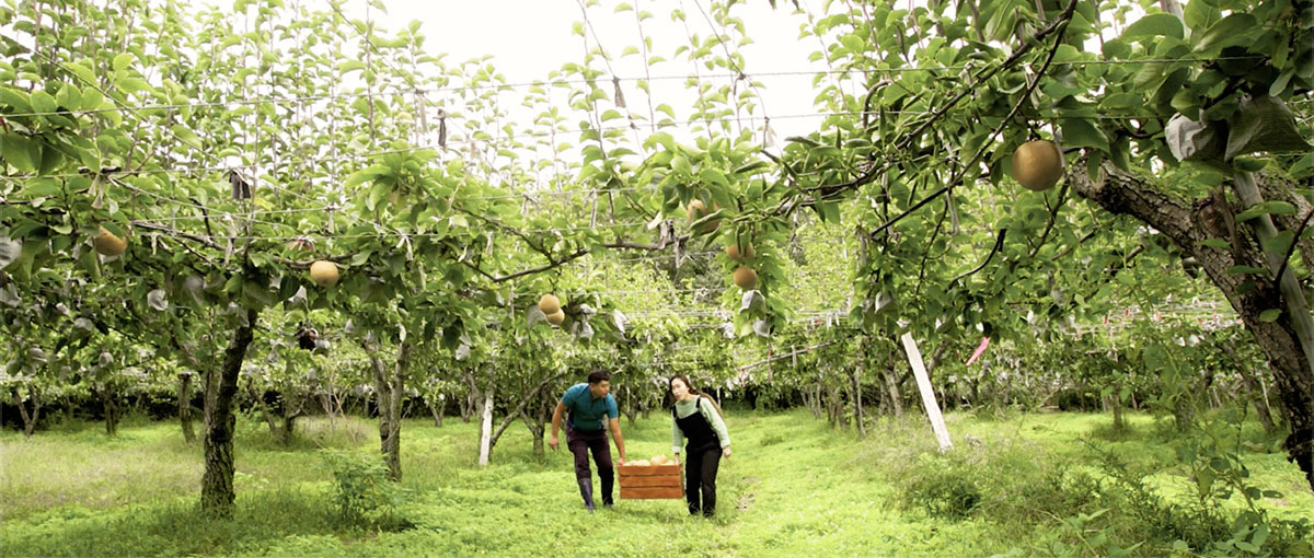 배 과수원 풍경
