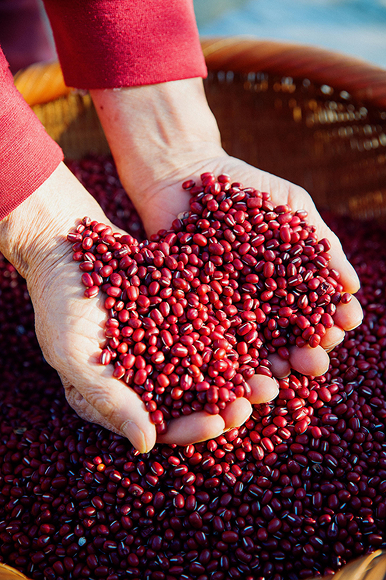 팥을 수확하는 모습