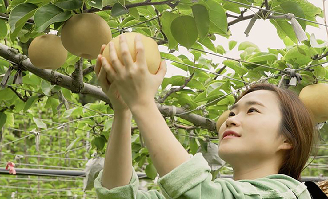 나무에서 배를 수확하는 모습