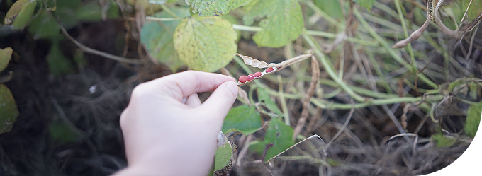 팥을 수확하는 모습