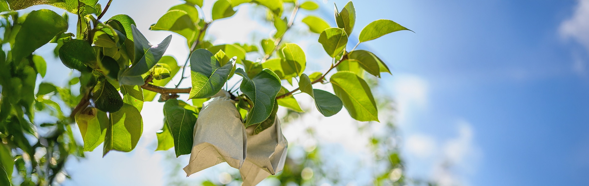 봉지를 씌운 배 재배 풍경